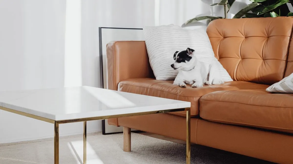 A small dog resting on a leather sofa in a bright, tidy living room